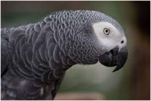 African Grey parrot food