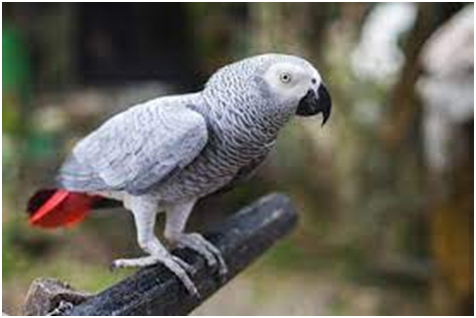 African Grey parrots