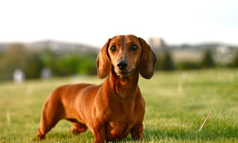 Toy Dachshund