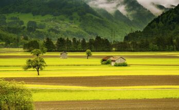 crop farm