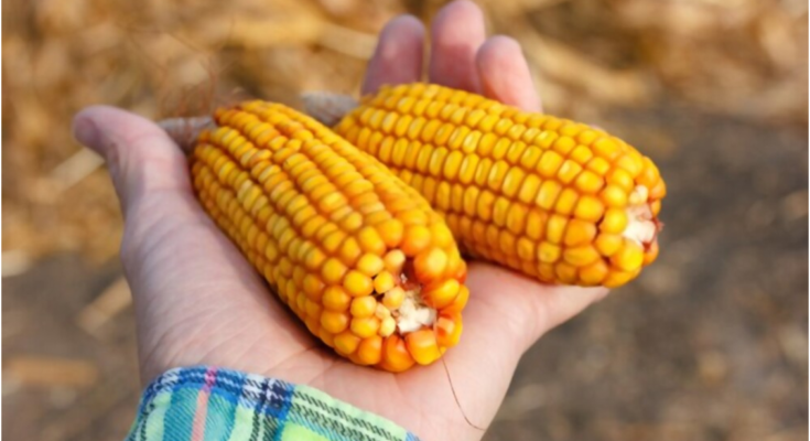 non gmo yellow corn supplier