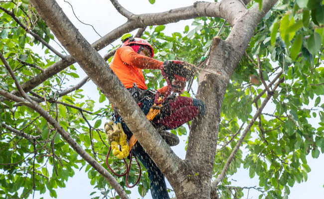 Professional Tree Removal Services