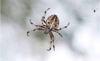 Most Dangerous Spiders in Australia