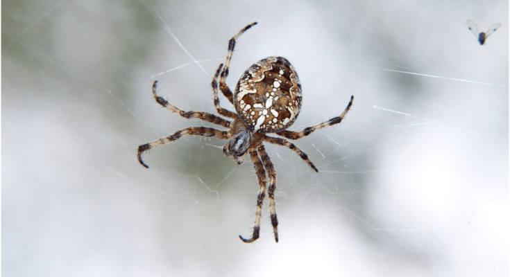 Most Dangerous Spiders in Australia