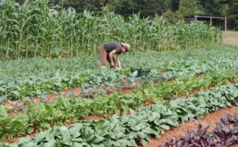 Types of Farm Crops