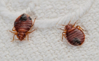 bed bug treatment