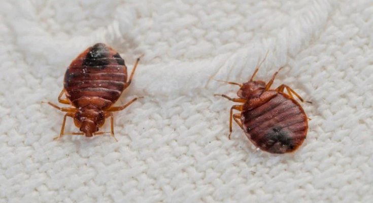 bed bug treatment