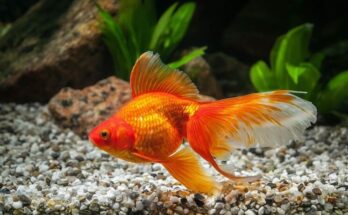 Fantail Goldfish