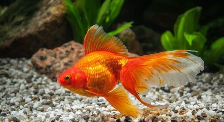 Fantail Goldfish