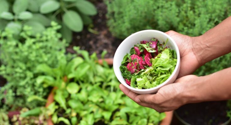 Starting A Garden From Scratch
