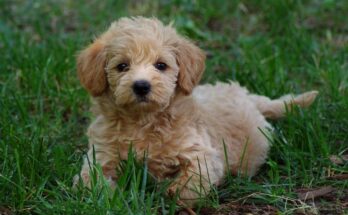 Cavapoo puppies breed