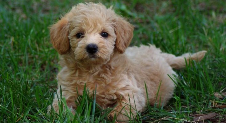 Cavapoo puppies breed