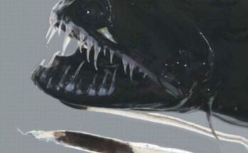 Black DragonFish