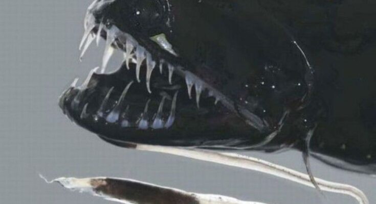 Black DragonFish