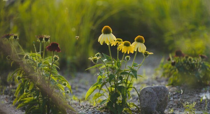 plants