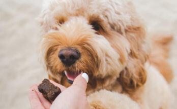 CBD Treats